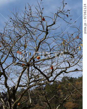 実を付けた柿の木と秋晴れの空 97362124