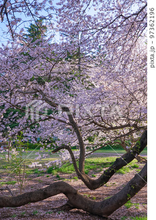 春の青空に映える砧公園の桜（東京都世田谷区） 97362196