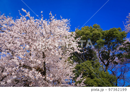 春の青空に映える砧公園の桜（東京都世田谷区） 97362199