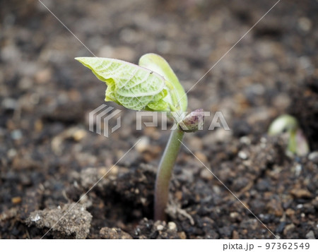 インゲン豆の発芽 97362549