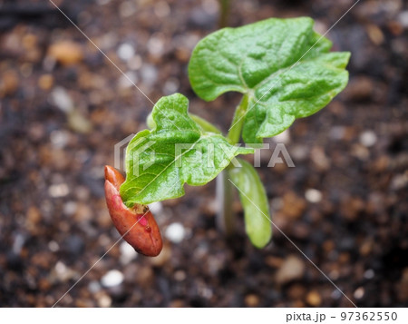 インゲン豆の発芽 97362550