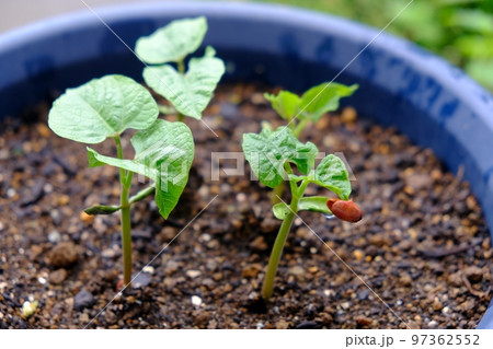 インゲン豆の発芽 インゲン豆の発芽 97362552