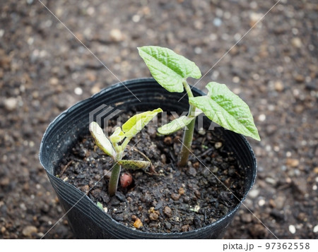 インゲン豆の発芽 97362558