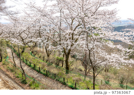 栃木県栃木市　太平山の桜 97363067