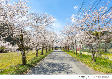 栃木県栃木市　太平山の桜 97363068