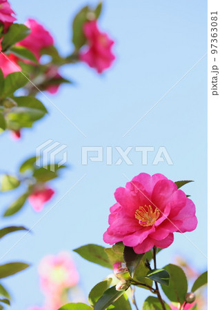 満開の山茶花 【クローズアップ】 【青空バック】 97363081