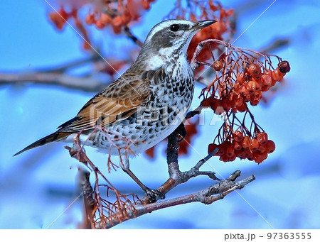 雪の北海道斜里町にて。ナナカマドの実を食べるツグミ。　　 97363555