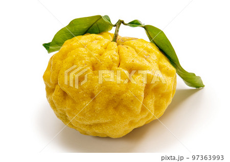 鬼柚子 鬼柚子 97363993