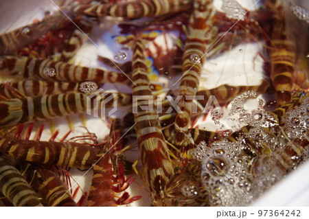 海老 エビ 蝦 97364242