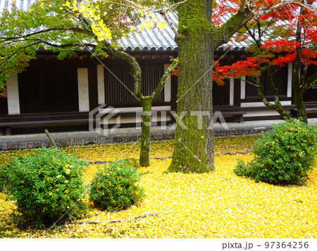 法隆寺の紅葉 (奈良県生駒郡斑鳩町法隆寺山内) 2022年11月 法隆寺の紅葉 (奈良県生駒郡斑鳩町法隆寺山内) 2022年11月 97364256