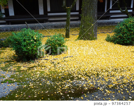 法隆寺の紅葉 (奈良県生駒郡斑鳩町法隆寺山内) 2022年11月 法隆寺の紅葉 (奈良県生駒郡斑鳩町法隆寺山内) 2022年11月 97364257