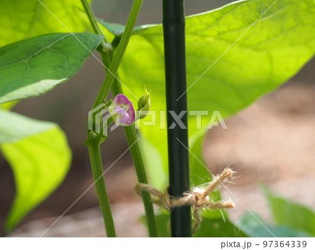 インゲン豆の花 97364339