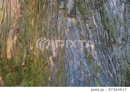 巨木の幹 97364617