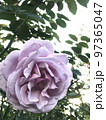 薔薇 97365047