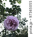 薔薇 97365055