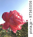 ピンクの薔薇 97365056