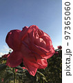 薔薇 97365060