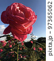薔薇 97365062