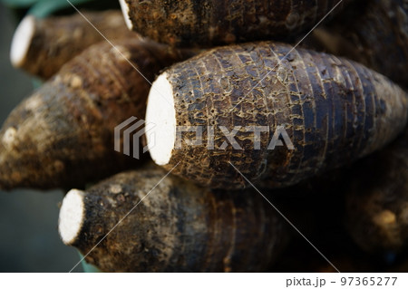 里芋 イモ サトイモ 97365277