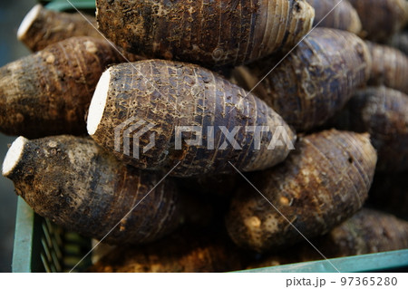 里芋 イモ サトイモ 97365280