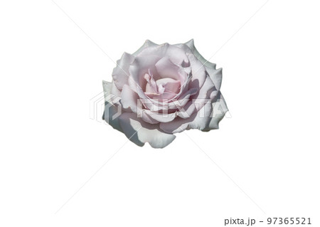 切抜き素材　鮮かで綺麗な薔薇の花 97365521