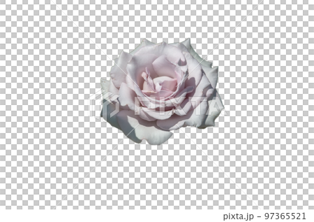 切抜き素材　鮮かで綺麗な薔薇の花 97365521