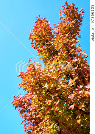 紅葉した木 97366105