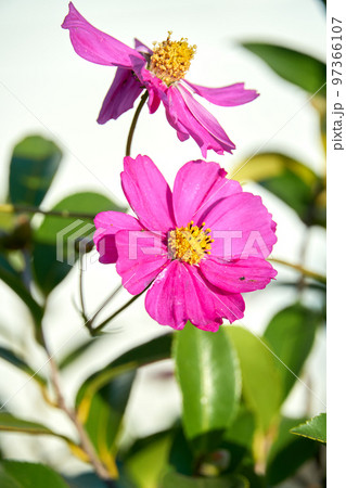 コスモスの花 97366107