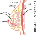 乳房の構造のイラスト 97366151
