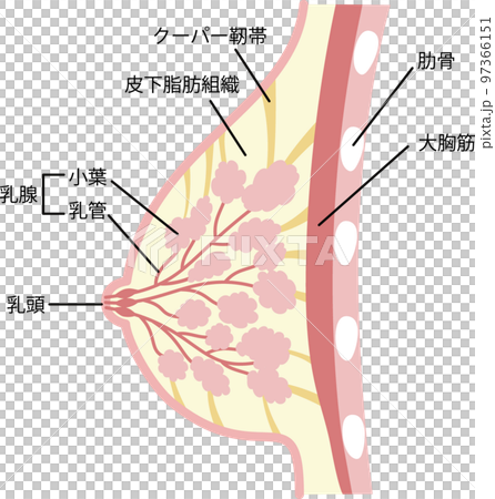 Illustration of the structure of the breast 97366151
