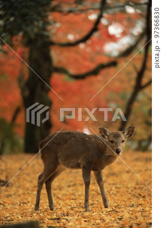 奈良公園の紅葉とシカ 97366830