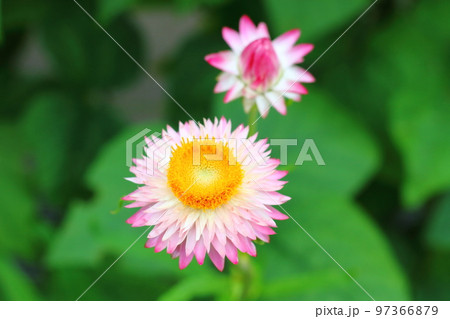 ムギワラギクの花 97366879