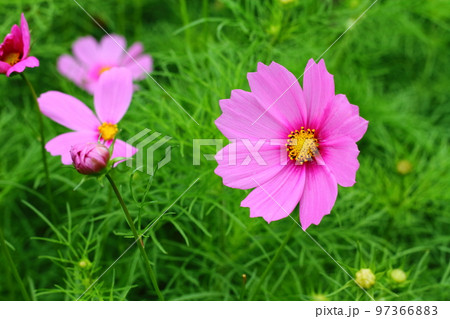 ピンク色の美しいコスモス ピンク色の美しいコスモス 97366883