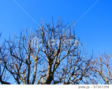 ハクモクレンの冬芽 ハクモクレンの冬芽 97367206