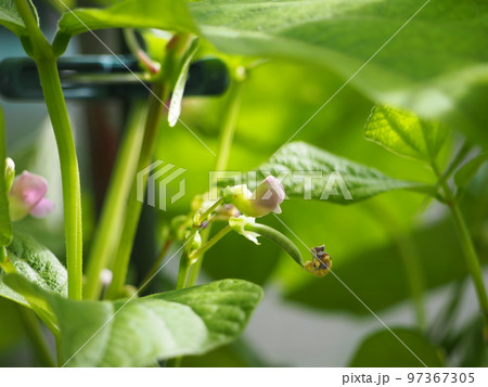 インゲン豆の幼果 97367305
