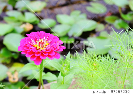 ピンクのヒャクニチソウの花 97367356