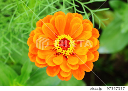 オレンジのヒャクニチソウの花 97367357