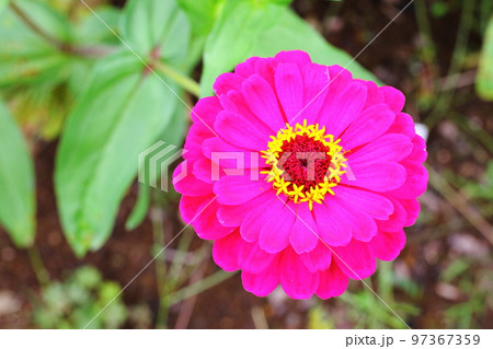 ピンクのヒャクニチソウの花 97367359