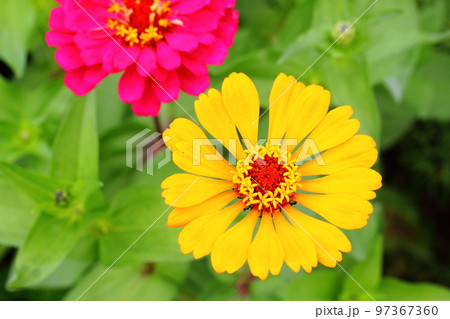 黄色いヒャクニチソウの花 97367360