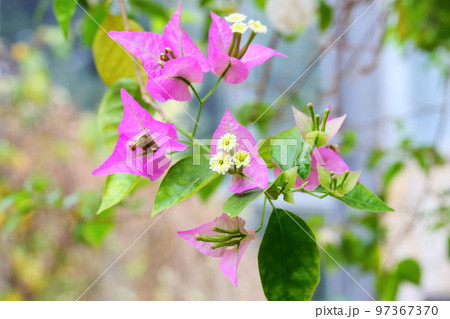 ブーゲンビリアの花 97367370