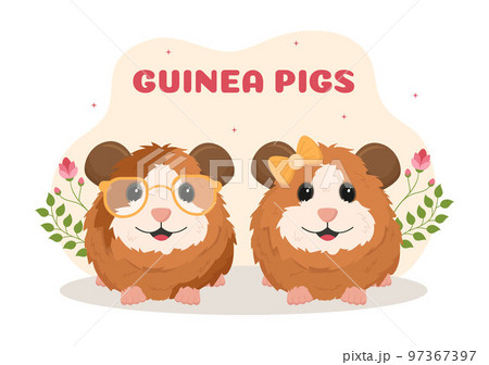 Guinea Pig Pets Hamsters Animals Breeds Suitable for Poster or Greeting Card in Flat Cute Cartoon Hand Drawn Templates Illustration Guinea Pig Pets Hamsters Animals Breeds Suitable for Poster or Greeting Card in Flat Cute Cartoon Hand Drawn Templates Illustration 97367397