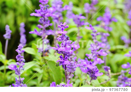 ブルーサルビアの花 ブルーサルビアの花 97367780