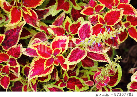鮮やかなコリウスの葉 97367783