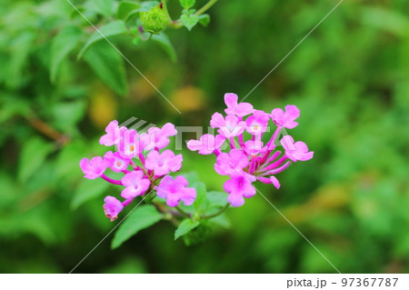 ピンク色のランタナの花 ピンク色のランタナの花 97367787