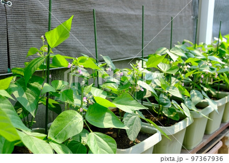 インゲン豆のプランター栽培 インゲン豆のプランター栽培 97367936
