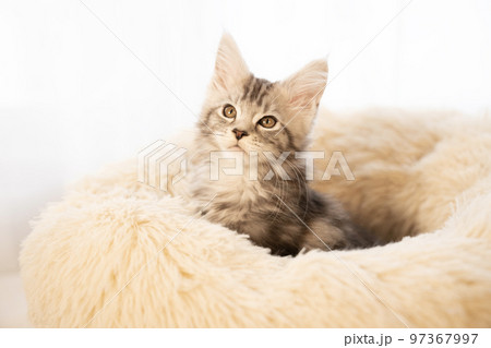 フカフカのベッドから顔を出したメインクーンの子猫 フカフカのベッドから顔を出したメインクーンの子猫 97367997