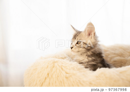 フカフカのベッドから顔を出したメインクーンの子猫 フカフカのベッドから顔を出したメインクーンの子猫 97367998