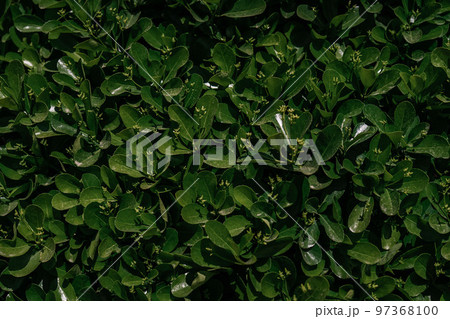Natural background of green leaves in the park. Natural background of green leaves in the park. 97368100