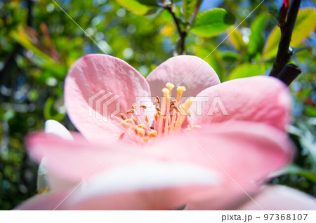 京都・妙心寺の空へ向かって咲き誇る鮮やかな梅の花 97368107