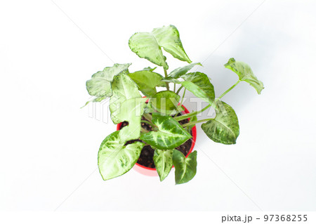 観葉植物　シンゴニウム（シンゴニューム） 97368255